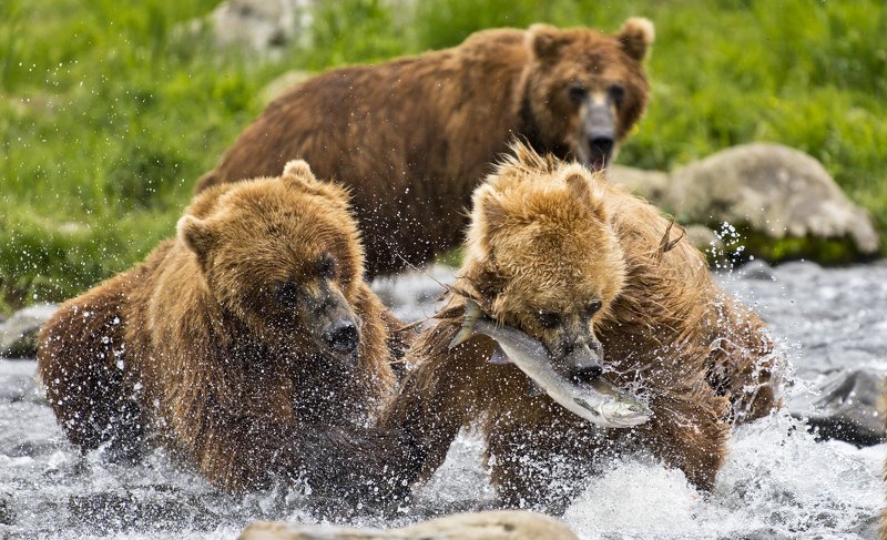 Bear Animal Mammal Salmon Russia Kamchatka fishing Contending for a fishphoto preview