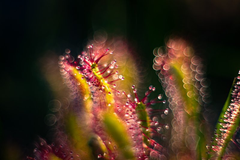 macro, sundew, plants, bokeh, colors Corona photo preview