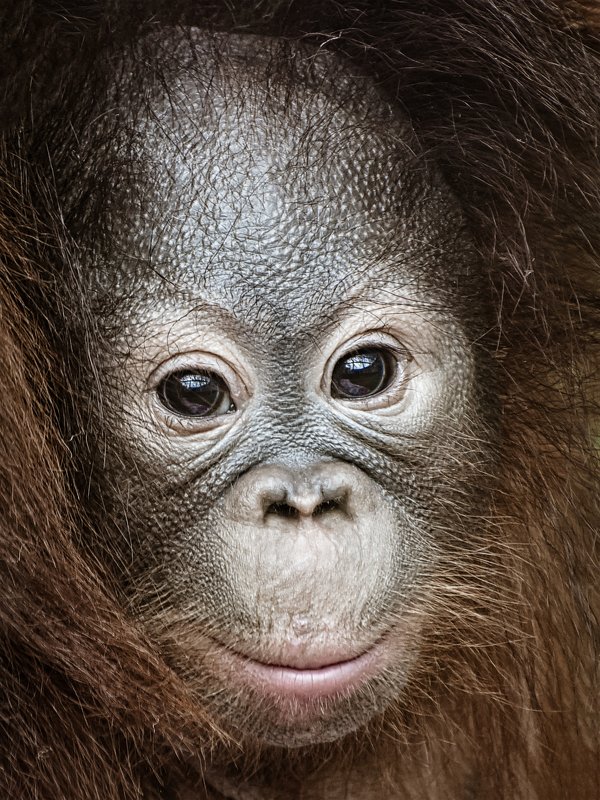 Орангутанphoto preview
