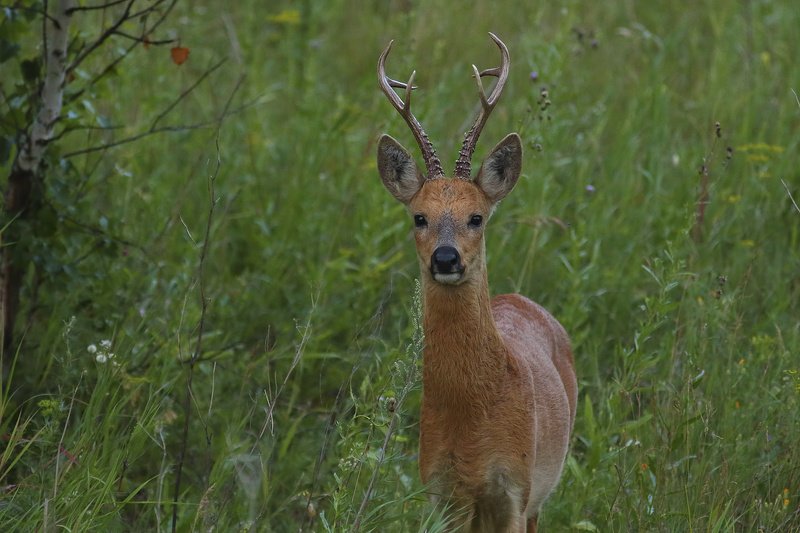 Рогаphoto preview