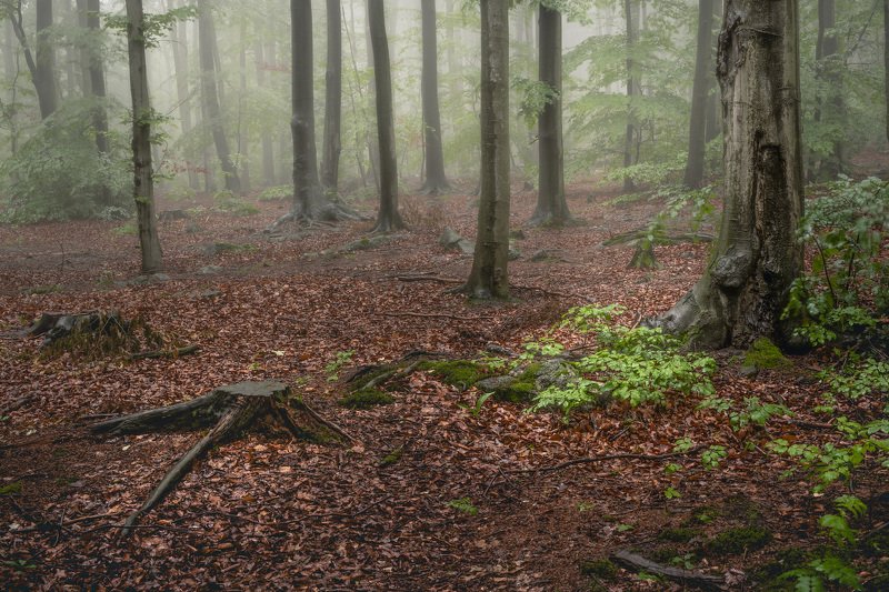 forest, fog, rain, spring, forest landscape, trees, mystical, mysterious Rainy forest landscapephoto preview