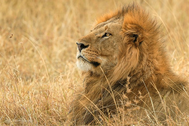 лев, саванна, желтый, портрет, дикие_животные Властитель саванны.photo preview