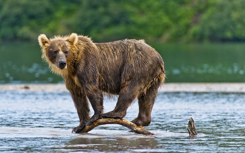 Bear Animal Mammal Salmon Kuril Lake Russia Kamchatka  Equilibriumphoto preview