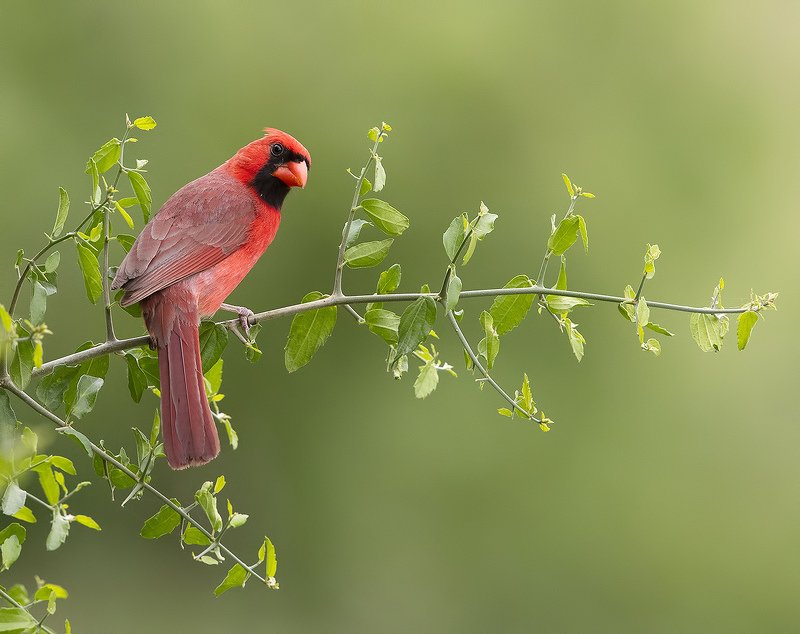 красный кардинал, northern cardinal, cardinal,кардинал, tx, texas Northern Cardinal male - Красный кардинал самецphoto preview