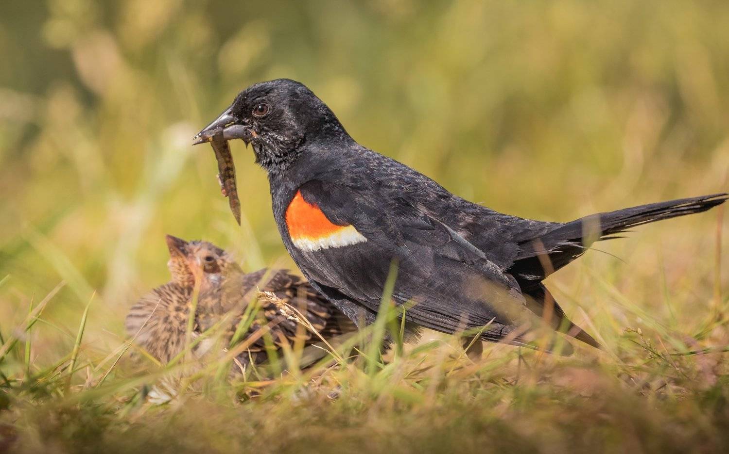 Red-winged Blackbird and the breakfast. Автор: Илья Данилов , Илья Данилов