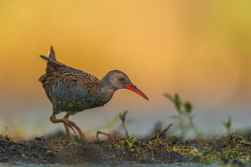 Water rail фото превью