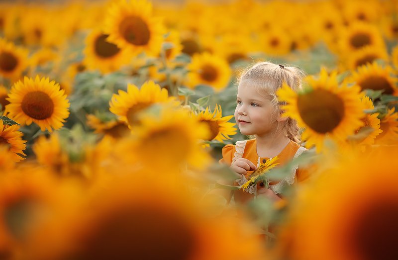 подсолнухи поле девочка ***photo preview