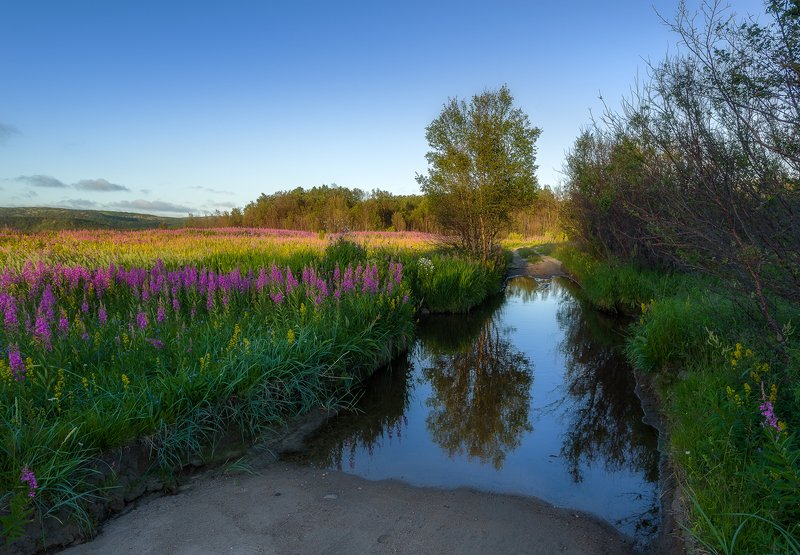 ...с цветом кипрея приходит августphoto preview