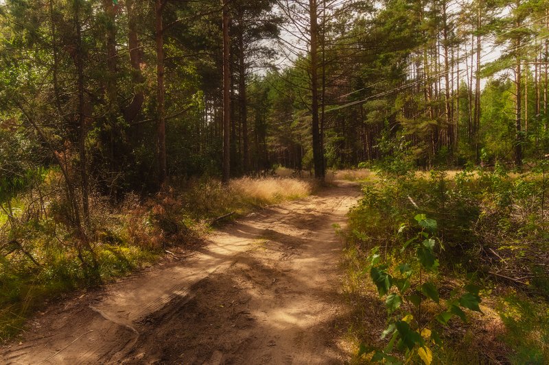 лес, лето Лесная дорогаphoto preview