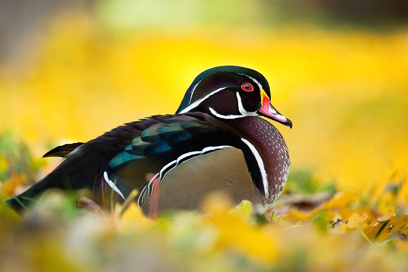 Carolin duckphoto preview