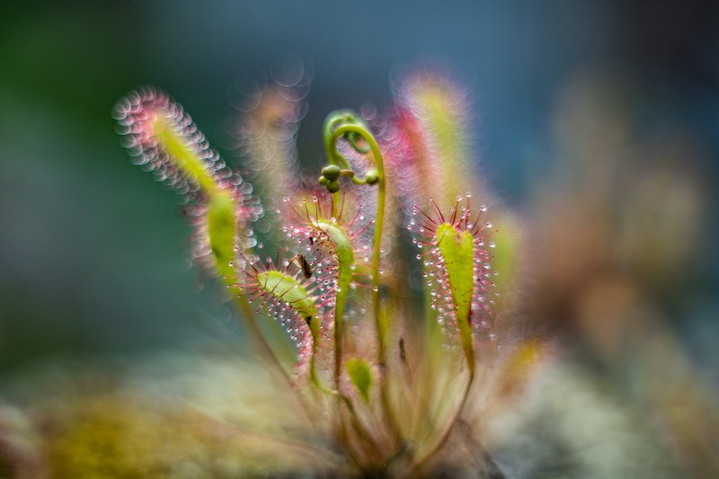 macro, sundew, plants, bokeh, colors subtlephoto preview