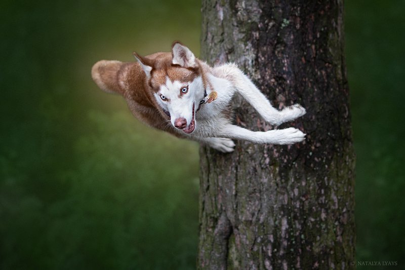 собака,хаски, на природе, животные, лето, движение, animal, dog, hasky, canon, summer, forrest, motion Нарушая законы гравитацииphoto preview
