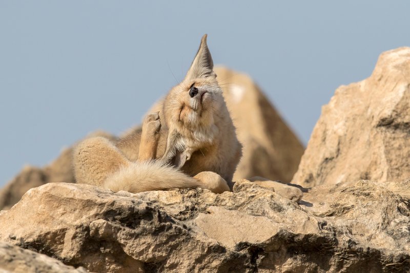 canon1dх mark2,canon600mmf4,israel,jerusalem,nature,wildnature,wildnaturephotography,дикая природа,иерусалим ,израиль, пётр рогов,фотограф,фотоохота,лисята,nature,иерусалим,jerusalem,wildnaturephotography,nakedplanet,natgeoyourshot,natgeo,bbcearth Лисёнокphoto preview