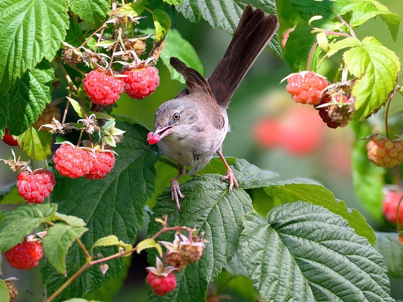 природа, фотоохота, славка, птицы, животные, цветы, лето, малина Малина поспелаphoto preview