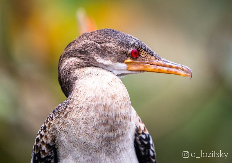 Угандаphoto preview