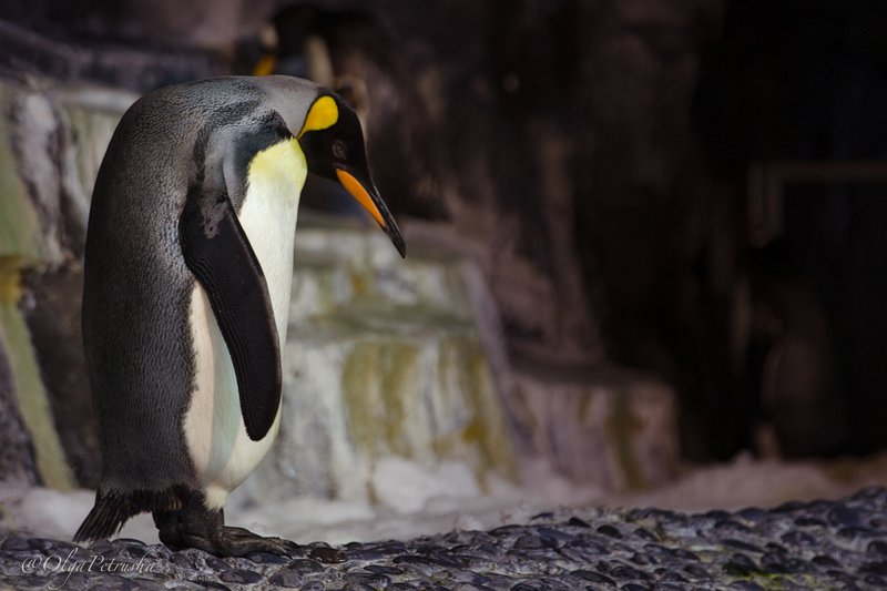 пингвин, черно_белое, холод, птица Грусть...photo preview