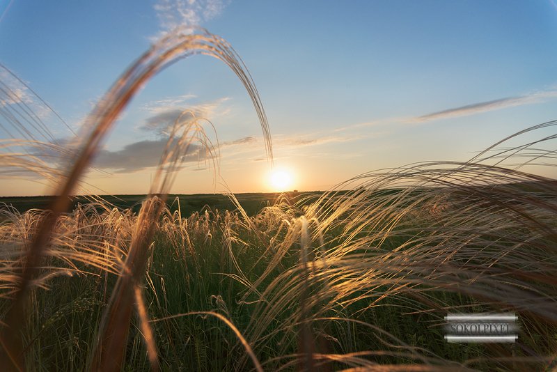 Ковыль трава на закатеphoto preview