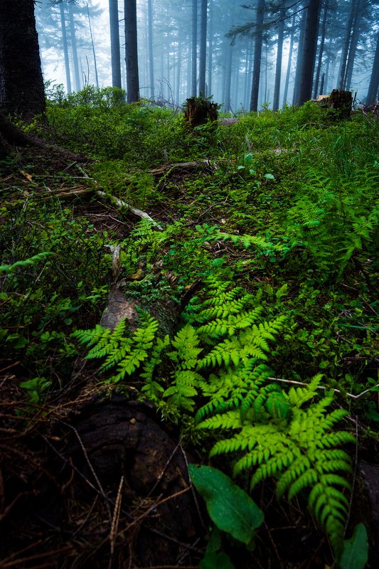 fern, tree, forest, fog Youngphoto preview
