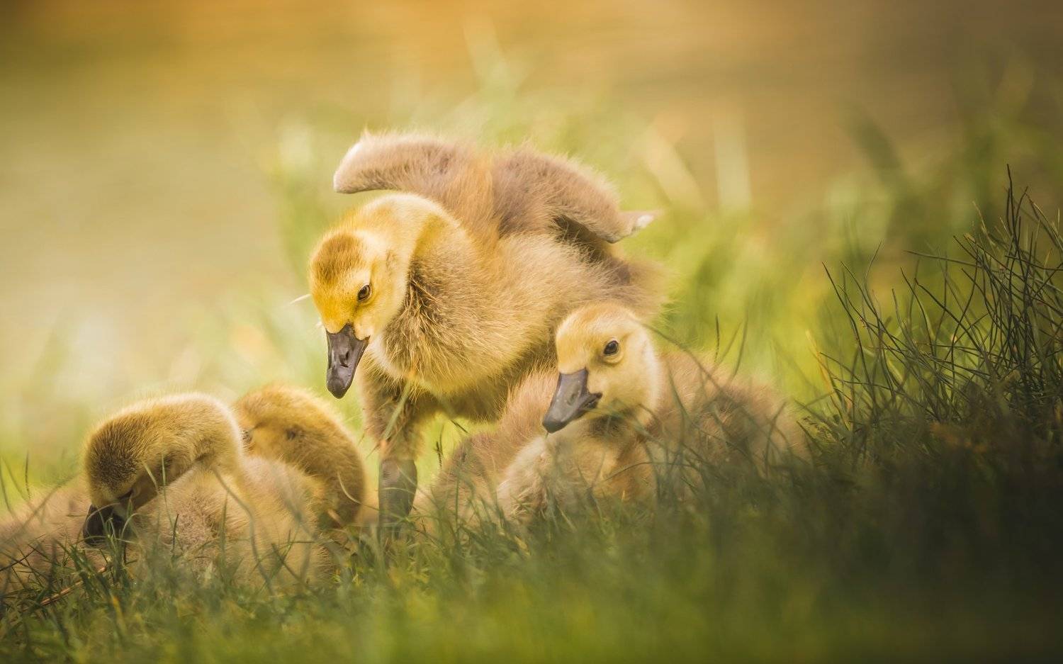 Canada Goose in its cute phase, but already mean. Автор: Илья Данилов , Илья Данилов