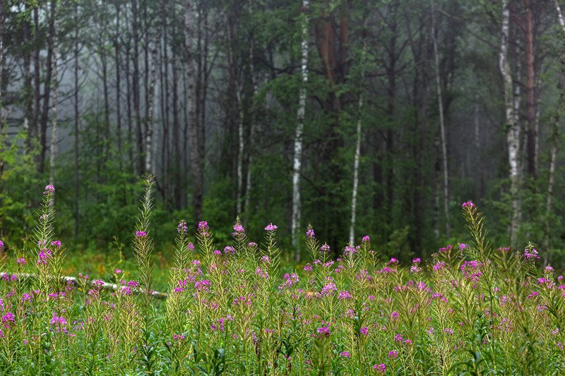 южный урал,оренбургская область, орск, новотроицк,башкирия, башкертостан Леснаяphoto preview