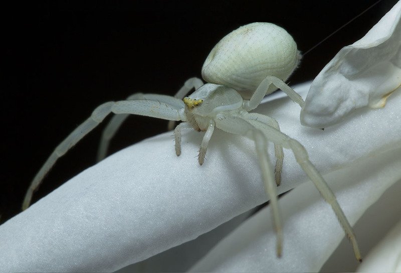 паук, роза Призрак белой розыphoto preview