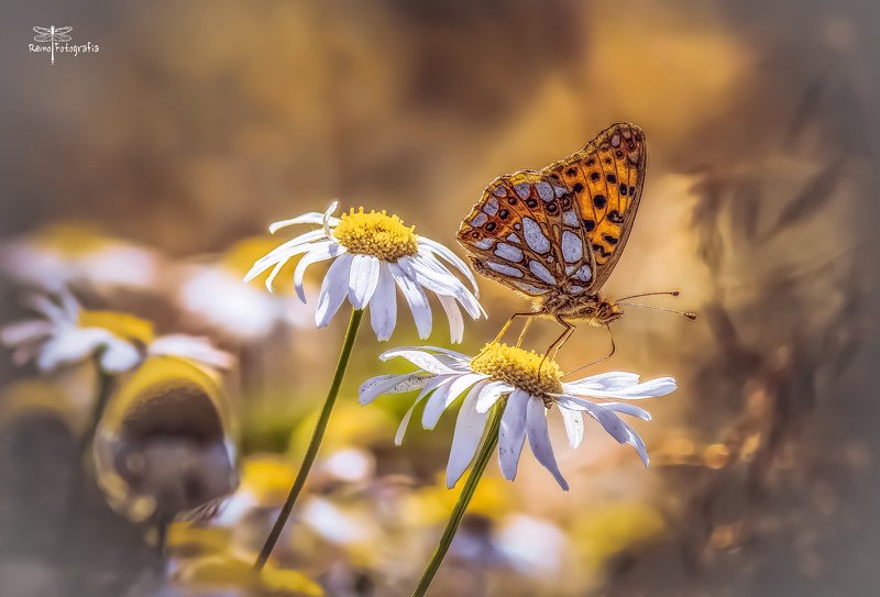 Dostojka latonia-Issoria lathonia w krainie Stokrotek.photo preview