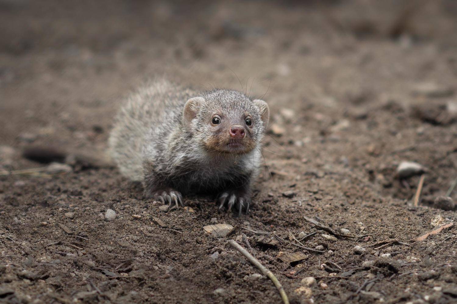 wild, wildanimal, wildanimals, wildlife, wildlifephotography, wild_animal, wildanimalphotography,беларусь,минский зоопарк,minsk zoo, belarus,мангуст,mongoose, Полина Хрол