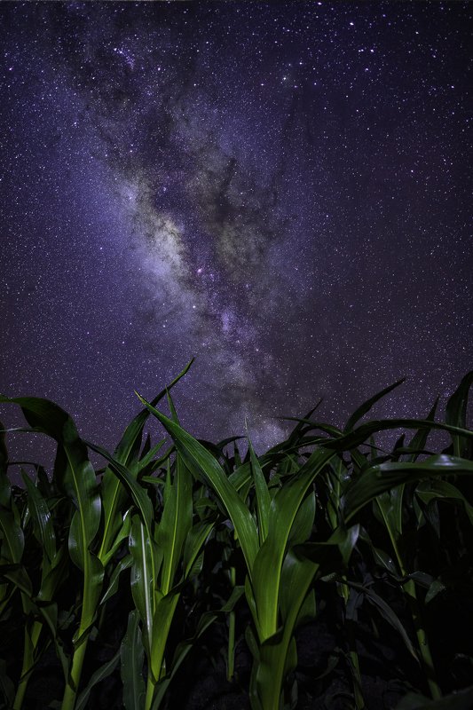 corn, milky way, cornfield, astrophotography Children of Cornphoto preview