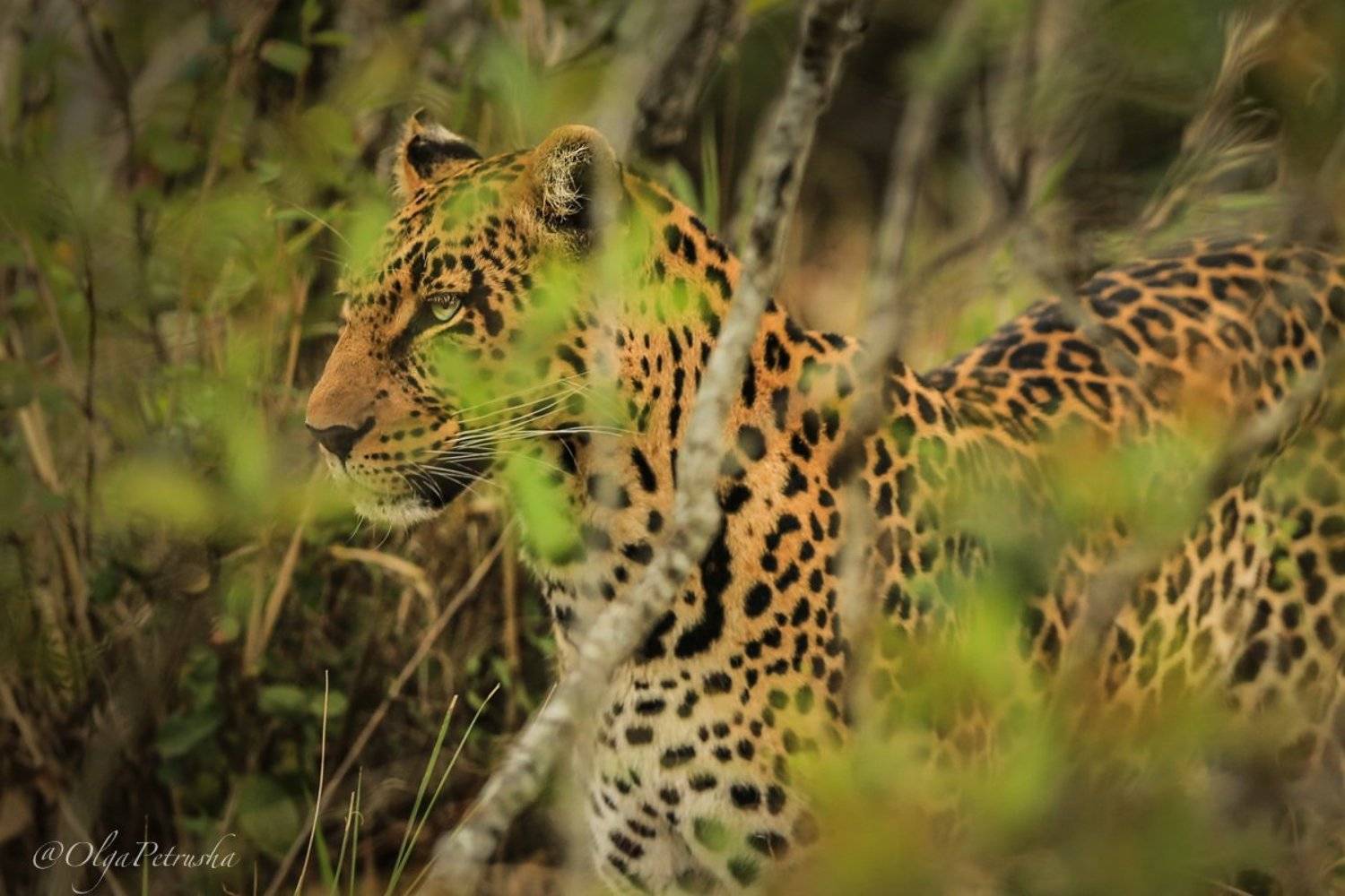Затаился.... Автор: Ольга Петруша леопард, зеленый, буш, листва, глаза, кусты, лес, дикие_животные, кения, Ольга Петруша