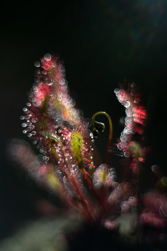 macro, sundew, plants, colors, bokeh  the last rays of the sunphoto preview