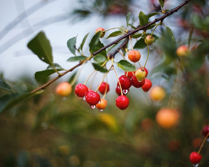 После дождяphoto preview