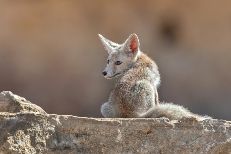 canon1dх mark2,canon600mmf4,israel,jerusalem,nature,wildnature,wildnaturephotography,дикая природа,иерусалим ,израиль, пётр рогов,фотограф,фотоохота,лисята,nature,иерусалим,jerusalem,wildnaturephotography,nakedplanet,natgeoyourshot,natgeo,bbcearth Лисёнокphoto preview
