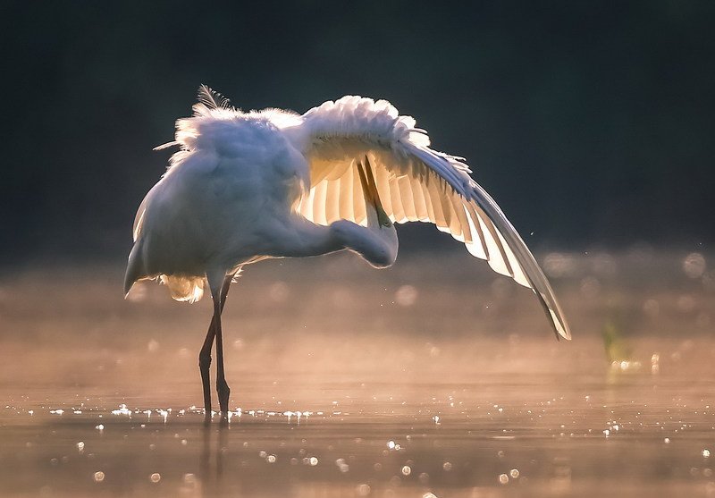 Причесонphoto preview