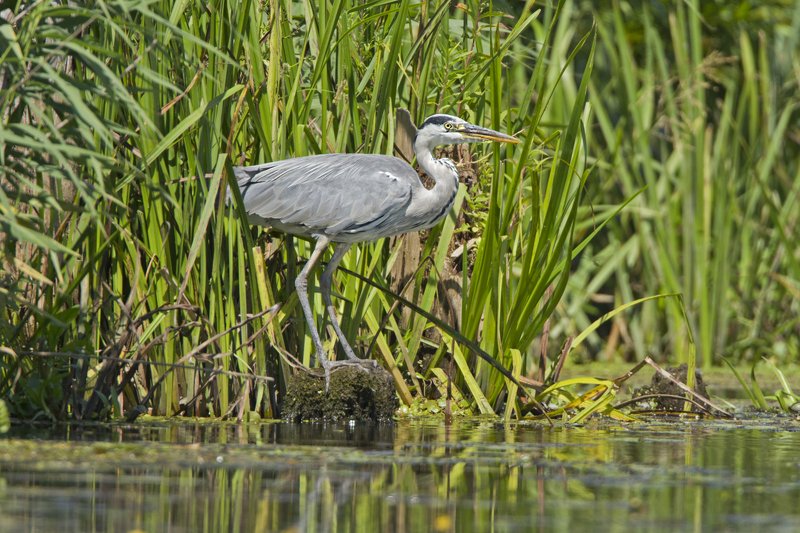 Серая и Белая.photo preview
