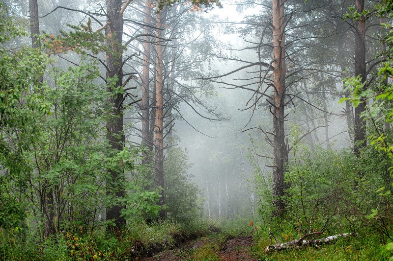 южный урал,оренбургская область, орск, новотроицк,башкирия, башкиртостан Лесная дорога!photo preview