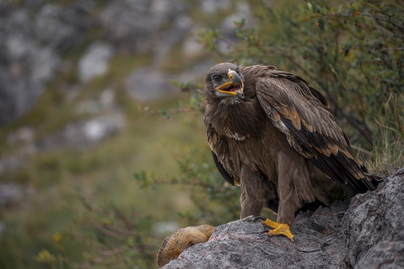 Степной орел.photo preview