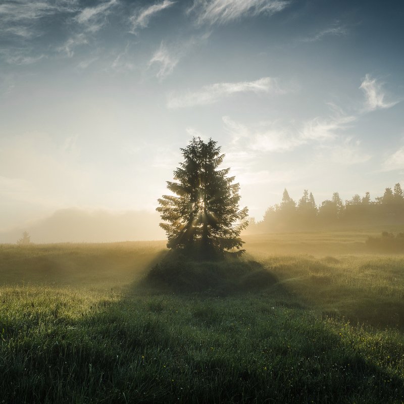 tree, sun, fog, morning, rays Guardian of the sunphoto preview
