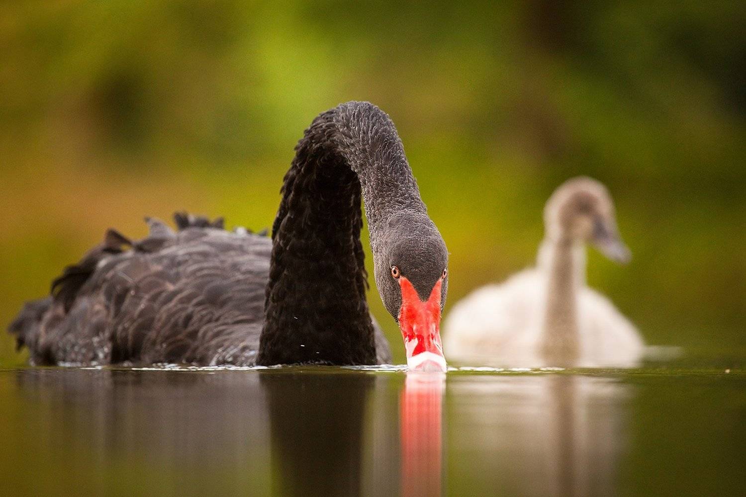 Black swan. Автор: Robert Adamec , Robert Adamec