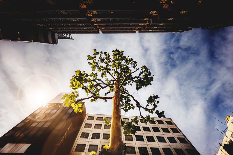 growing thru stone junglephoto preview