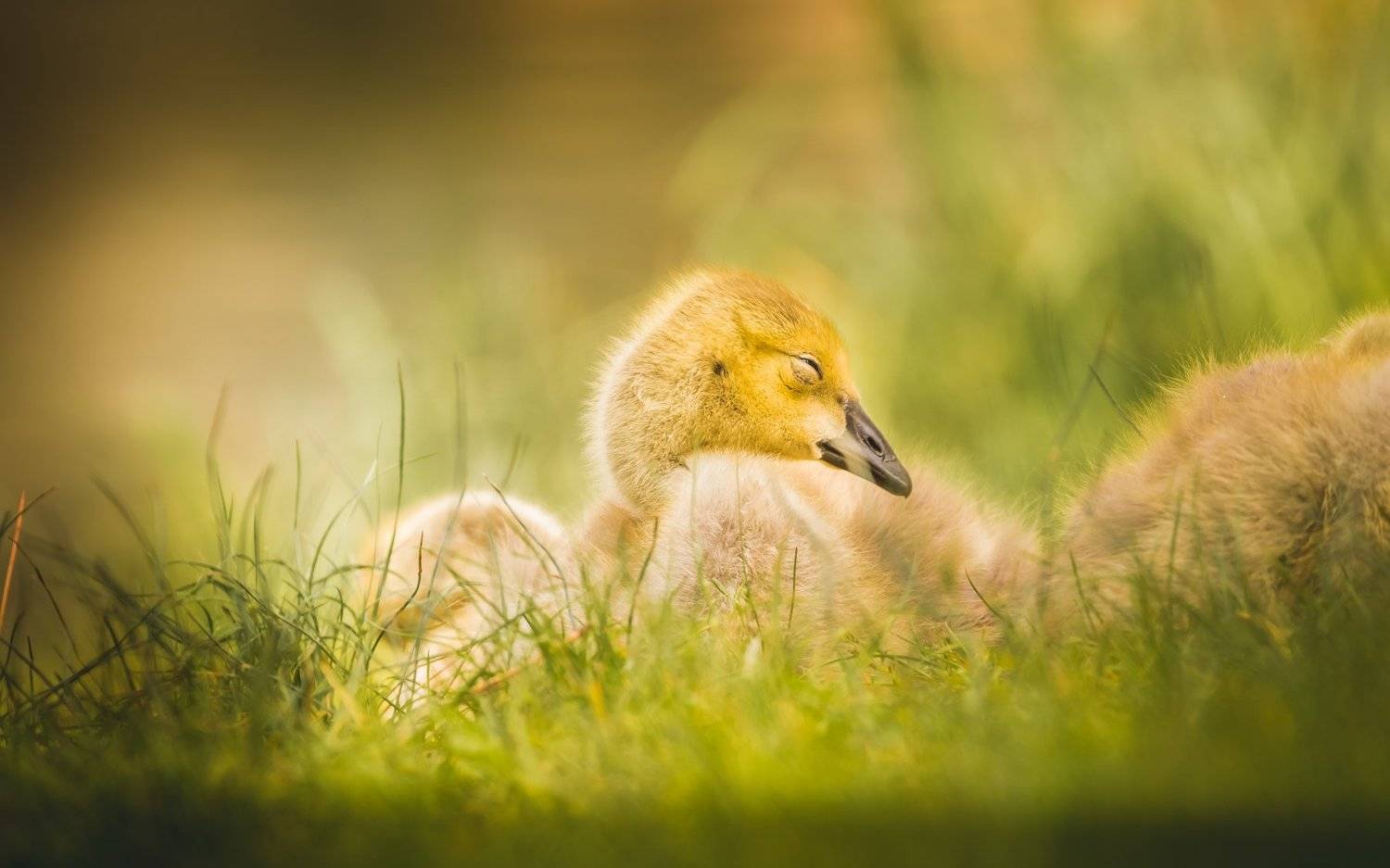 Dreaming. Автор: Илья Данилов , Илья Данилов