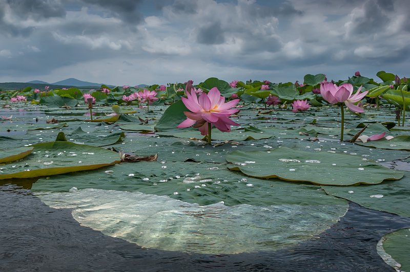 Королевский цветок.photo preview