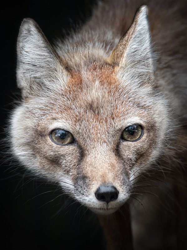 Корсакphoto preview