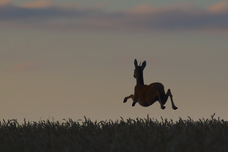 прыг-скокphoto preview