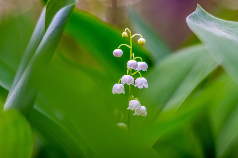 цветы, лес, ландыши, весна photo preview