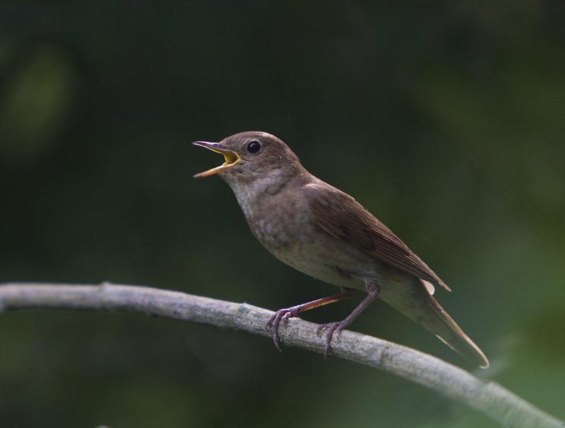 Соловей, соловей, пташечка!photo preview
