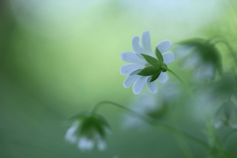 *** фото превью