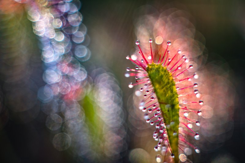 macro, sundew, plants, bokeh, colors Shinyphoto preview