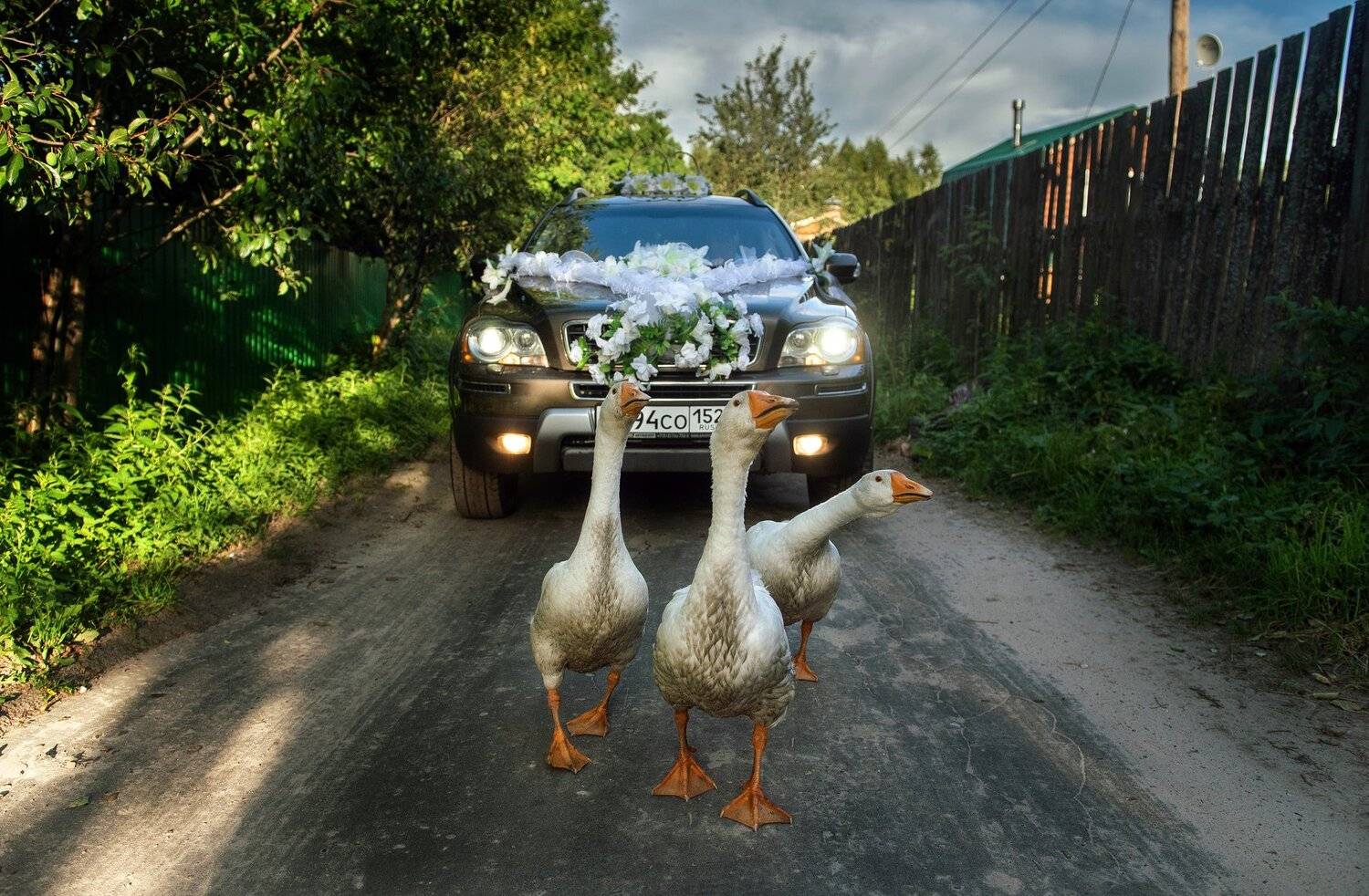 Тройка. Автор: Андрей Грибов гуси, свадьба, репортаж, Андрей Грибов