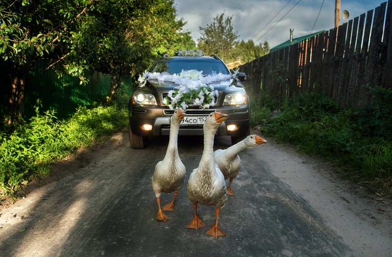 гуси, свадьба, репортаж Тройкаphoto preview