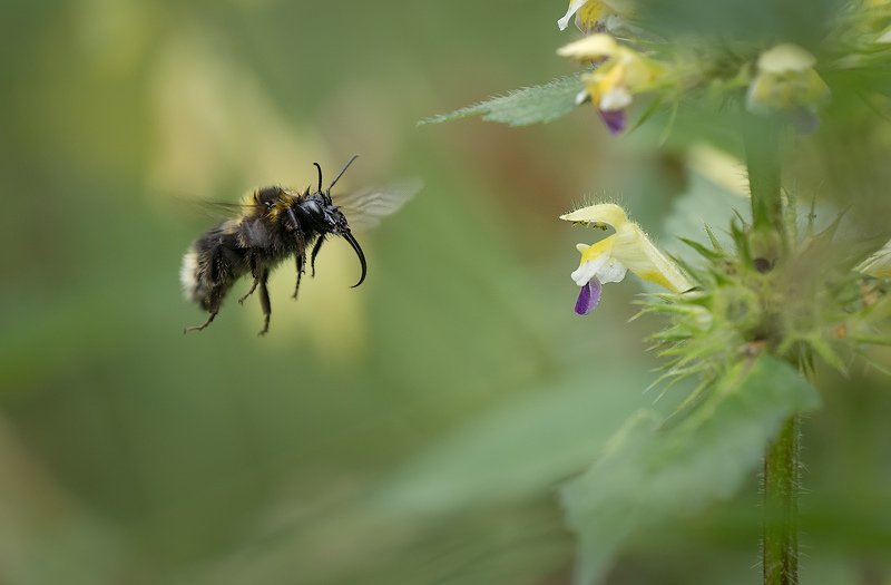 природа, шмель, цветок, полёт Влечениеphoto preview